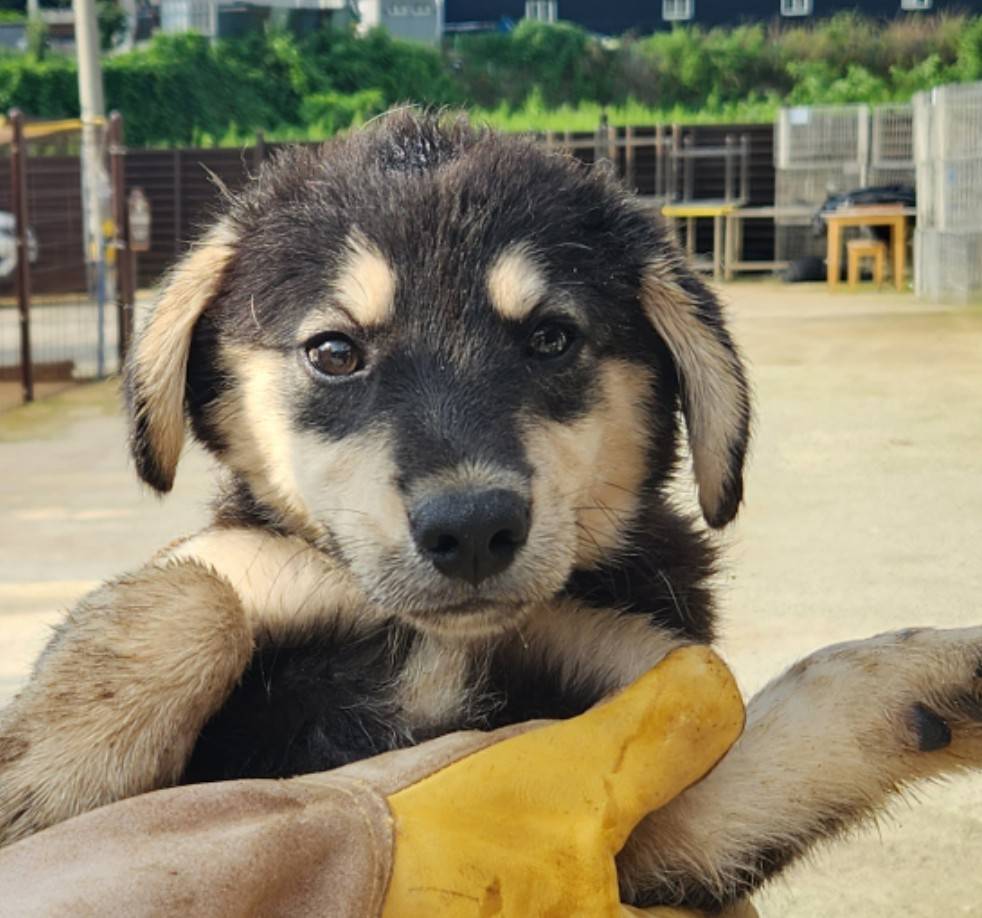 한국야생동물보호협회_441393202301359