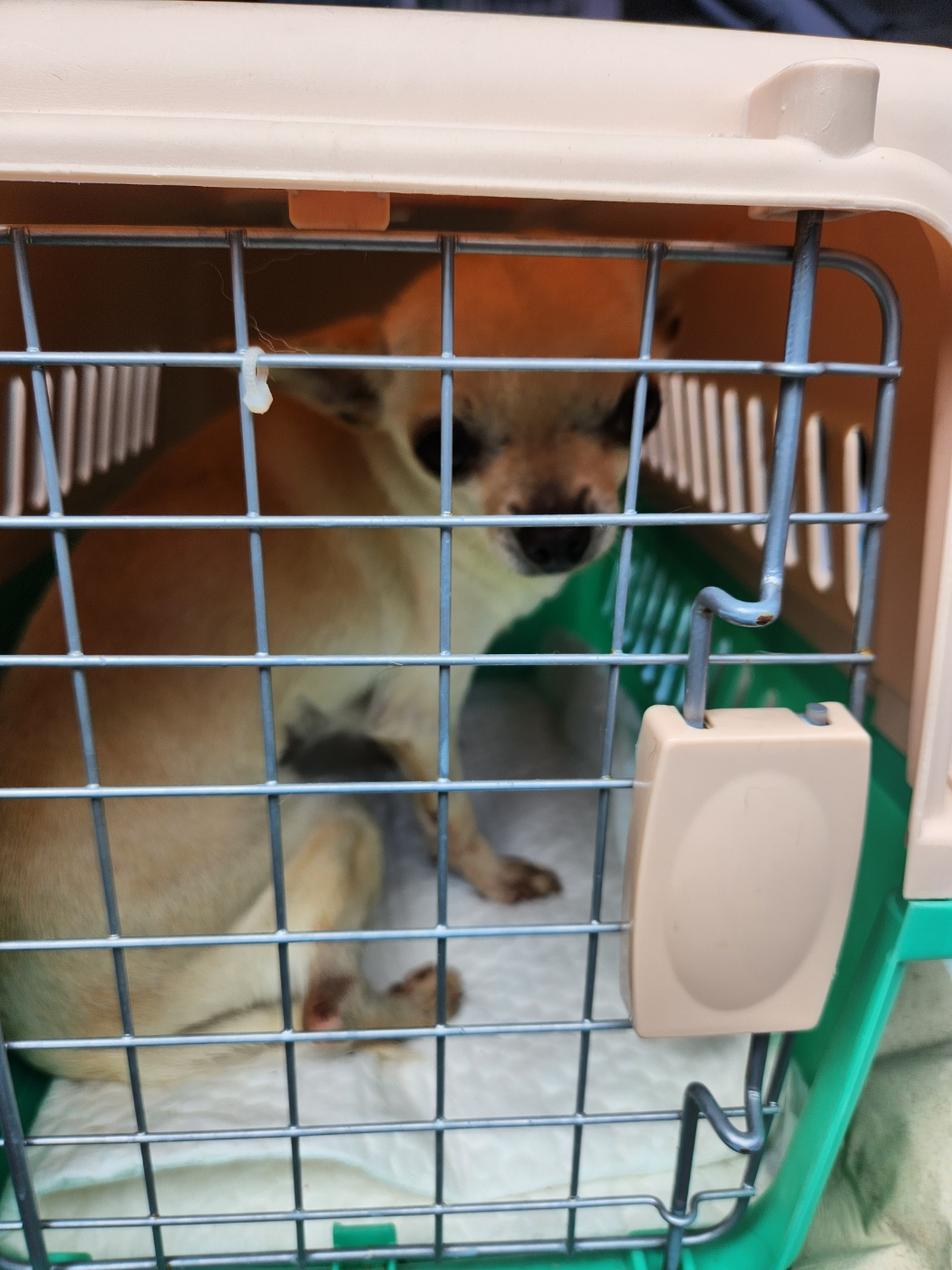 거제시유기동물보호소_448537202300952