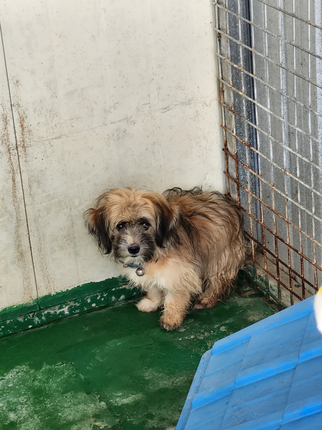 예천군유기동물보호소_447523202300404