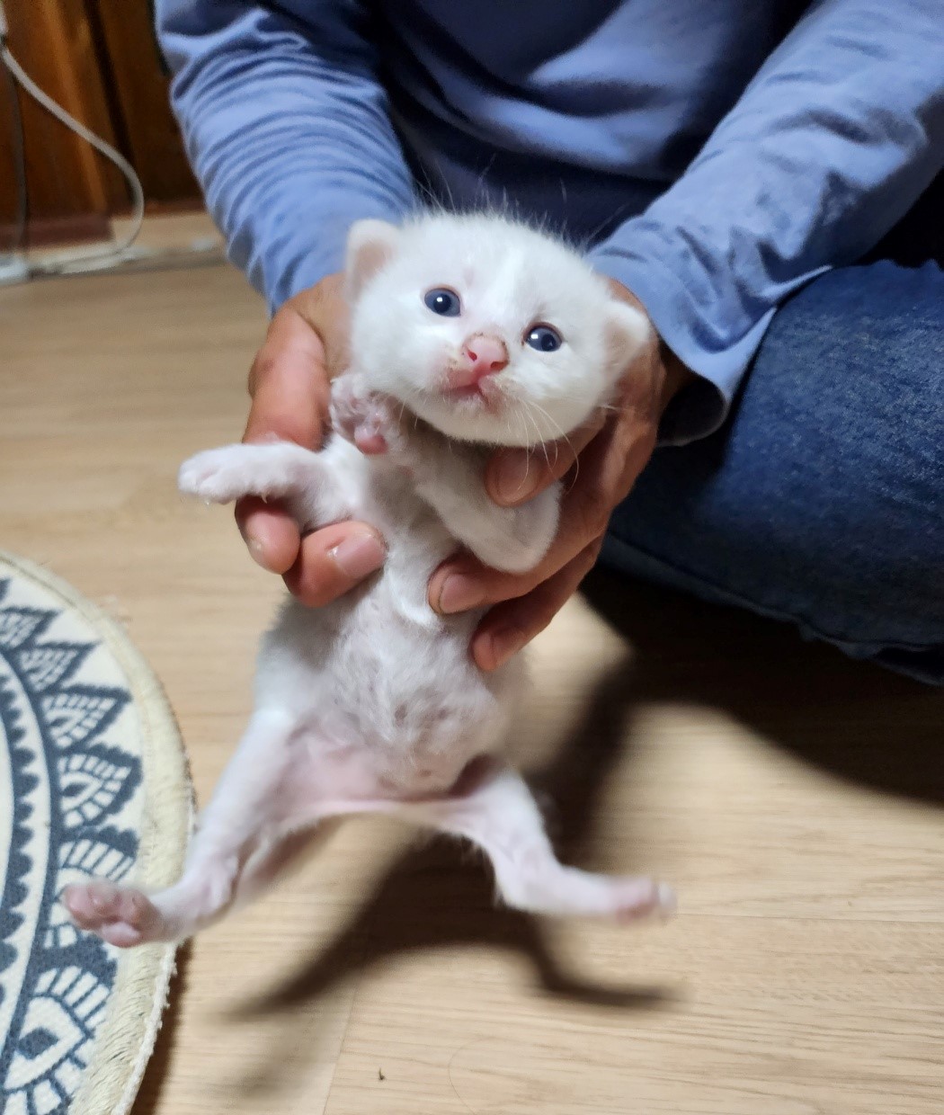 울산유기동물보호센터_431371202300368