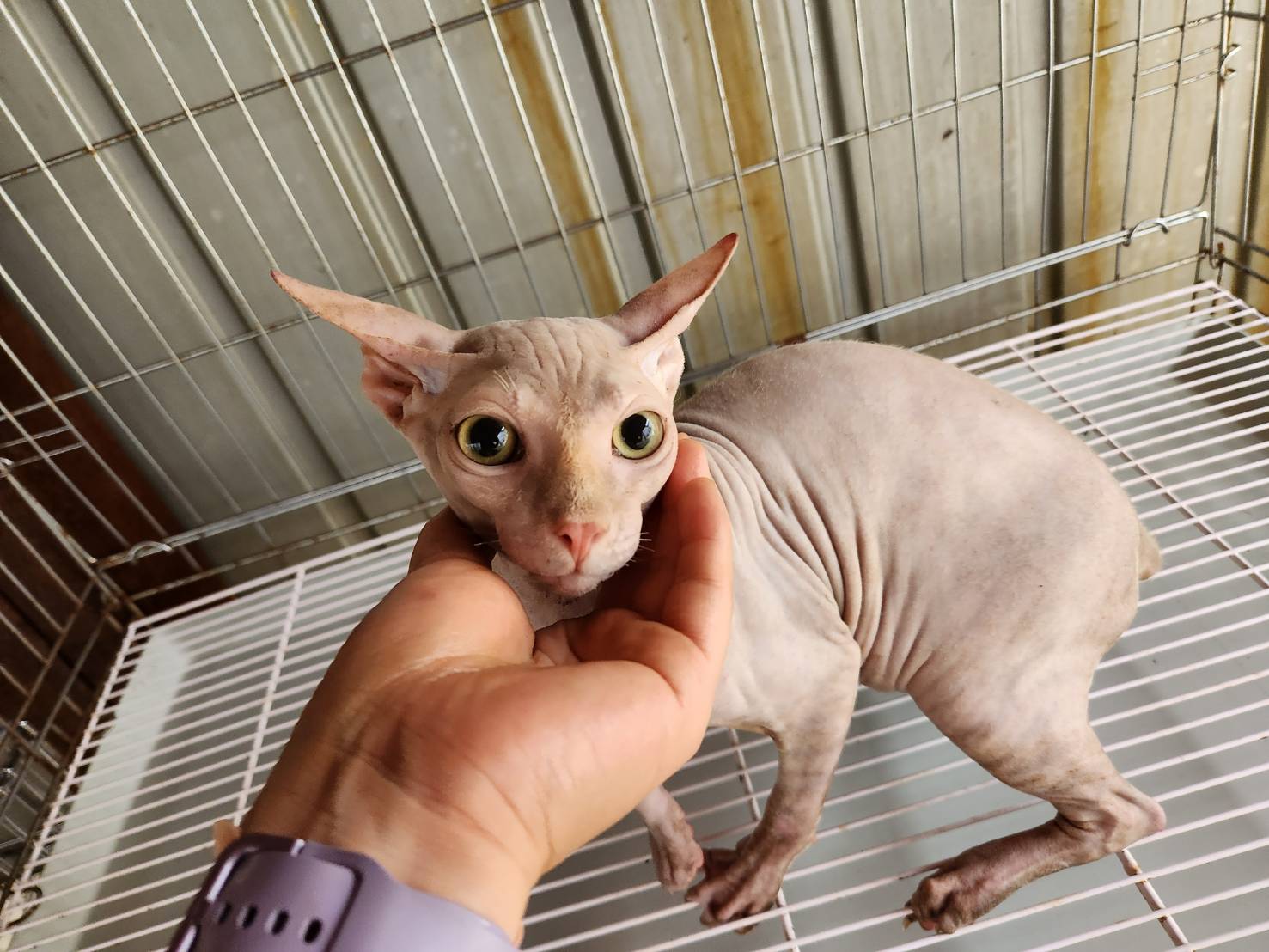 한국야생동물보호협회_441383202300442