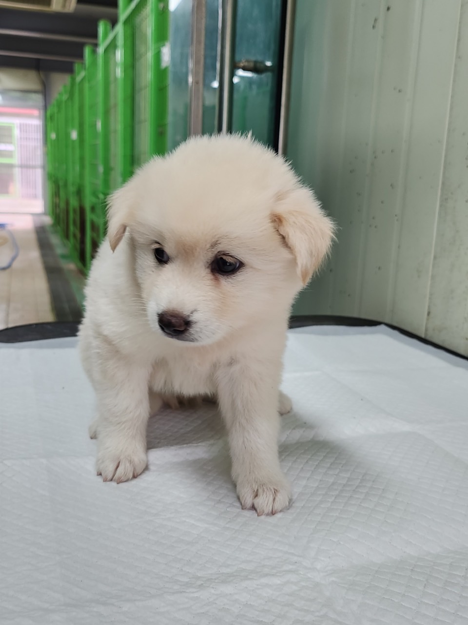 영주시 동물보호센터_447509202300150