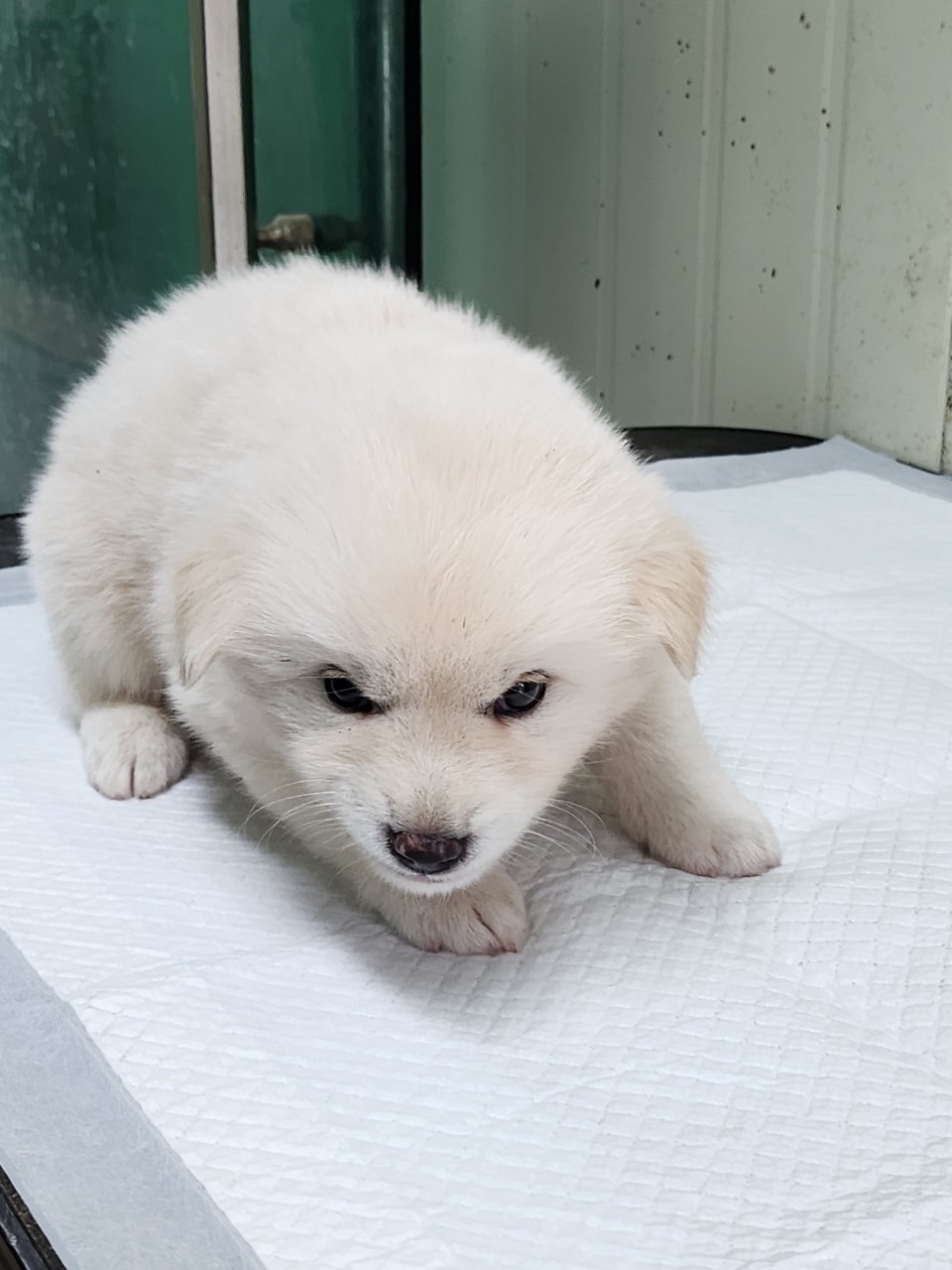 영주시 동물보호센터_447509202300149