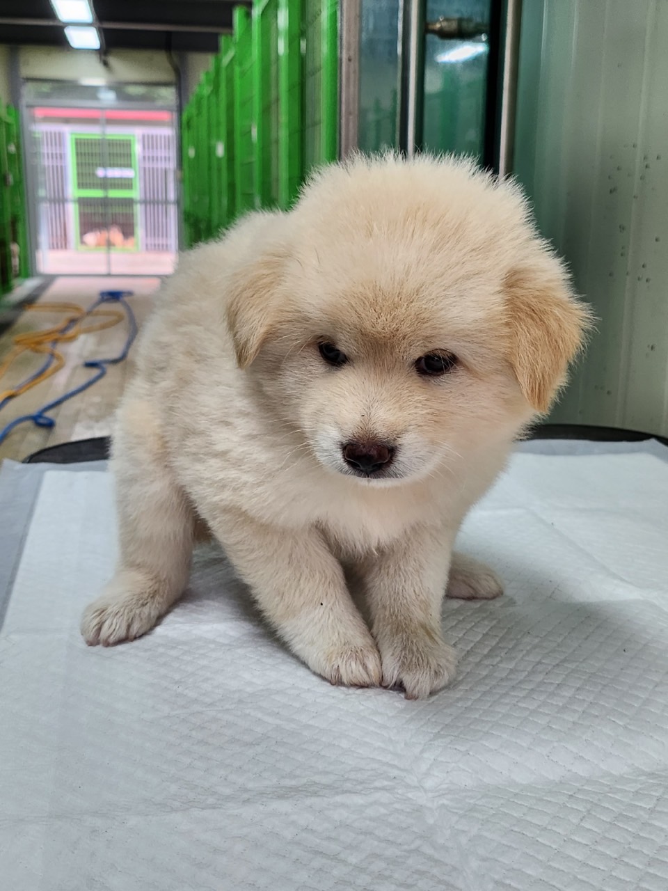 영주시 동물보호센터_447509202300151