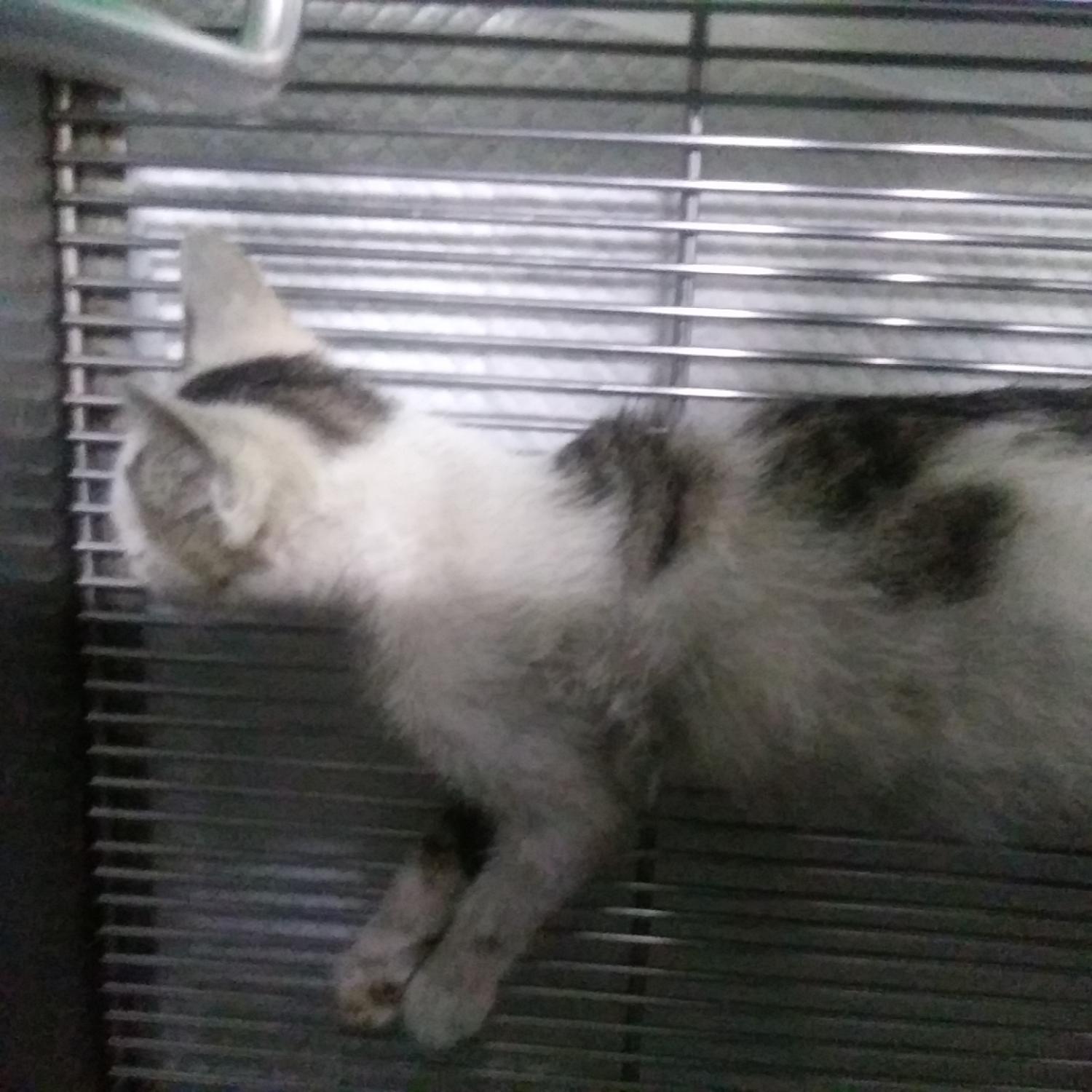 인천광역시수의사회_428352202300287