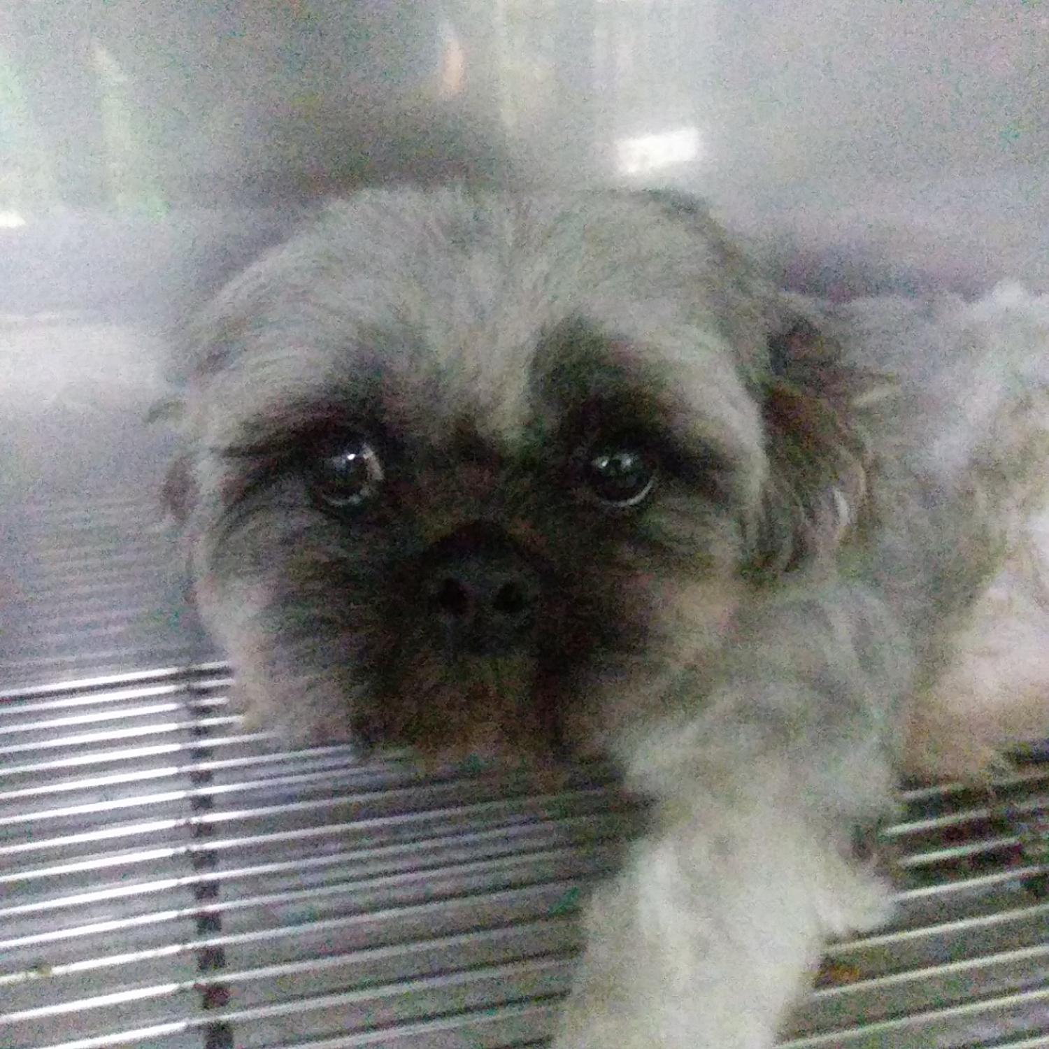 인천광역시수의사회_428353202300878