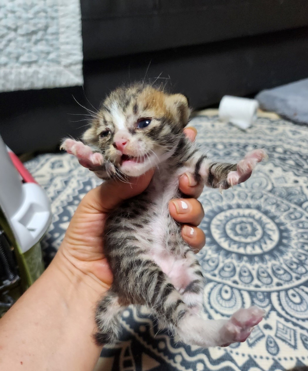 울산유기동물보호센터_431372202300376