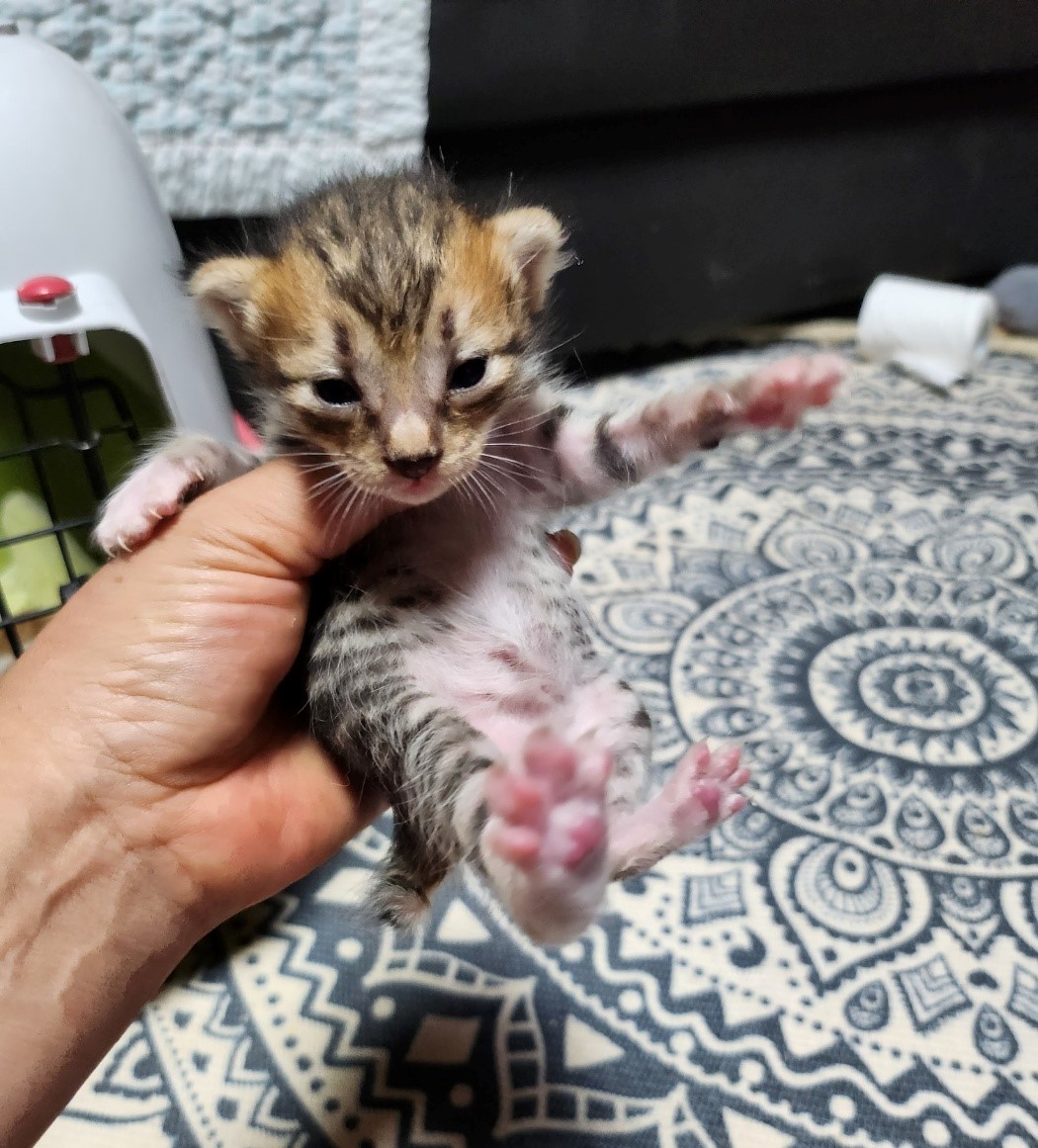 울산유기동물보호센터_431372202300377