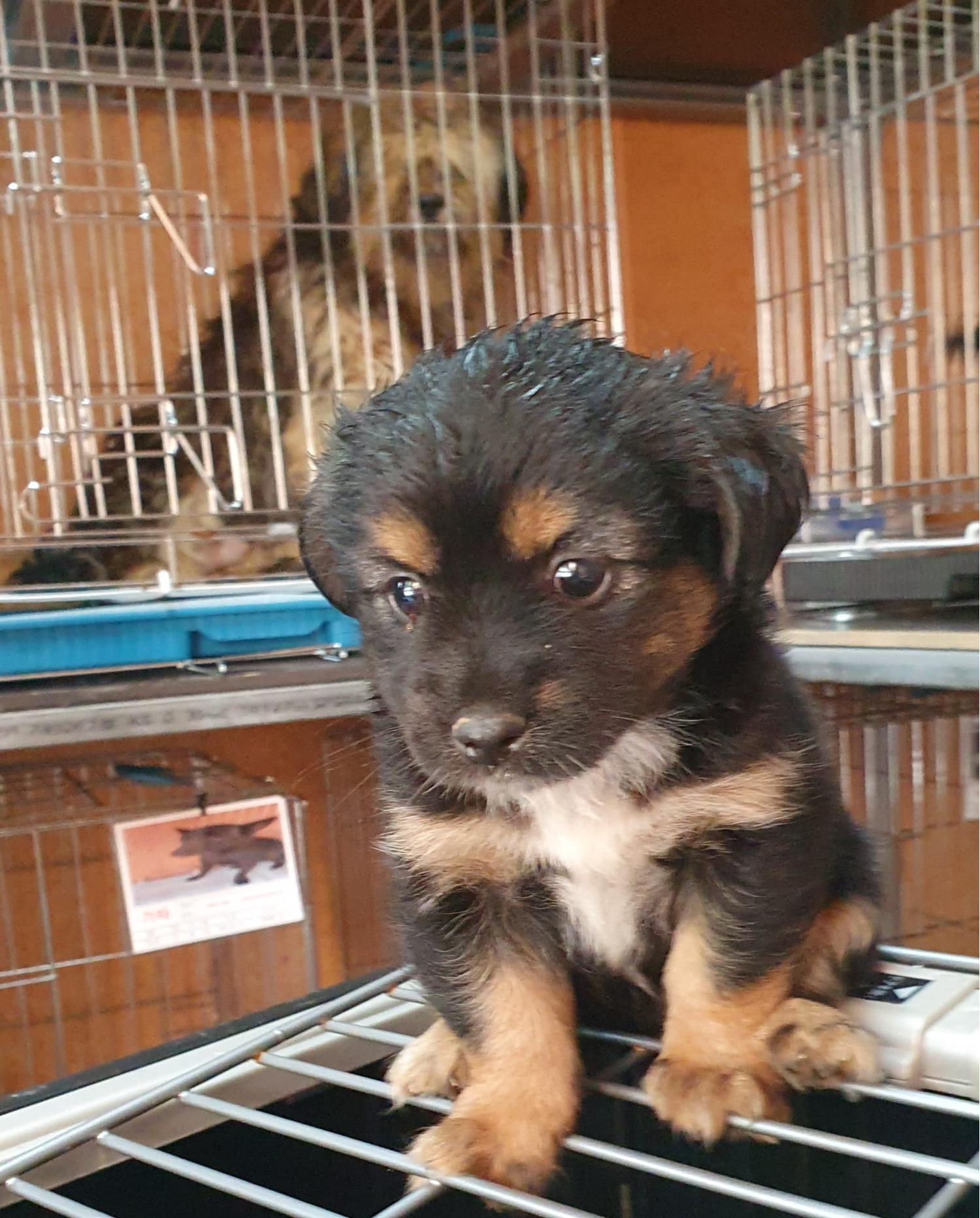 삼척시동물보호센터_442424202300454