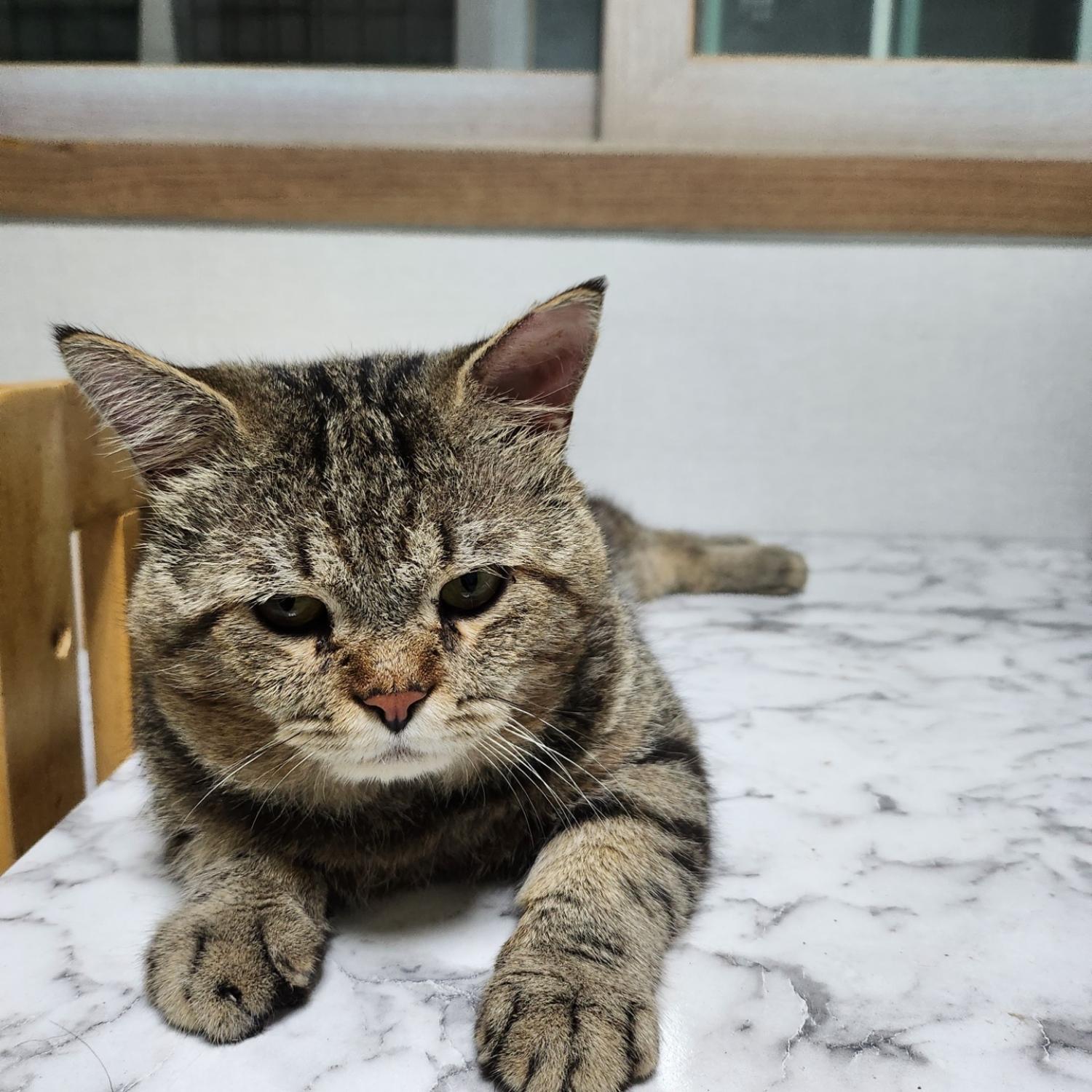 광주 동물보호소_429363202300668