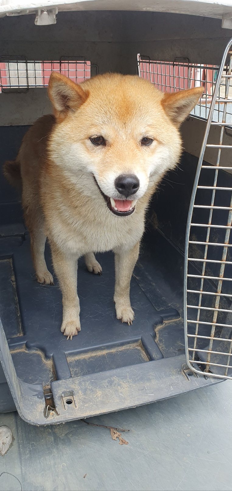 거창유기동물보호센터_448547202300749