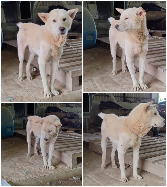 무안군유기동물보호소_446495202300223