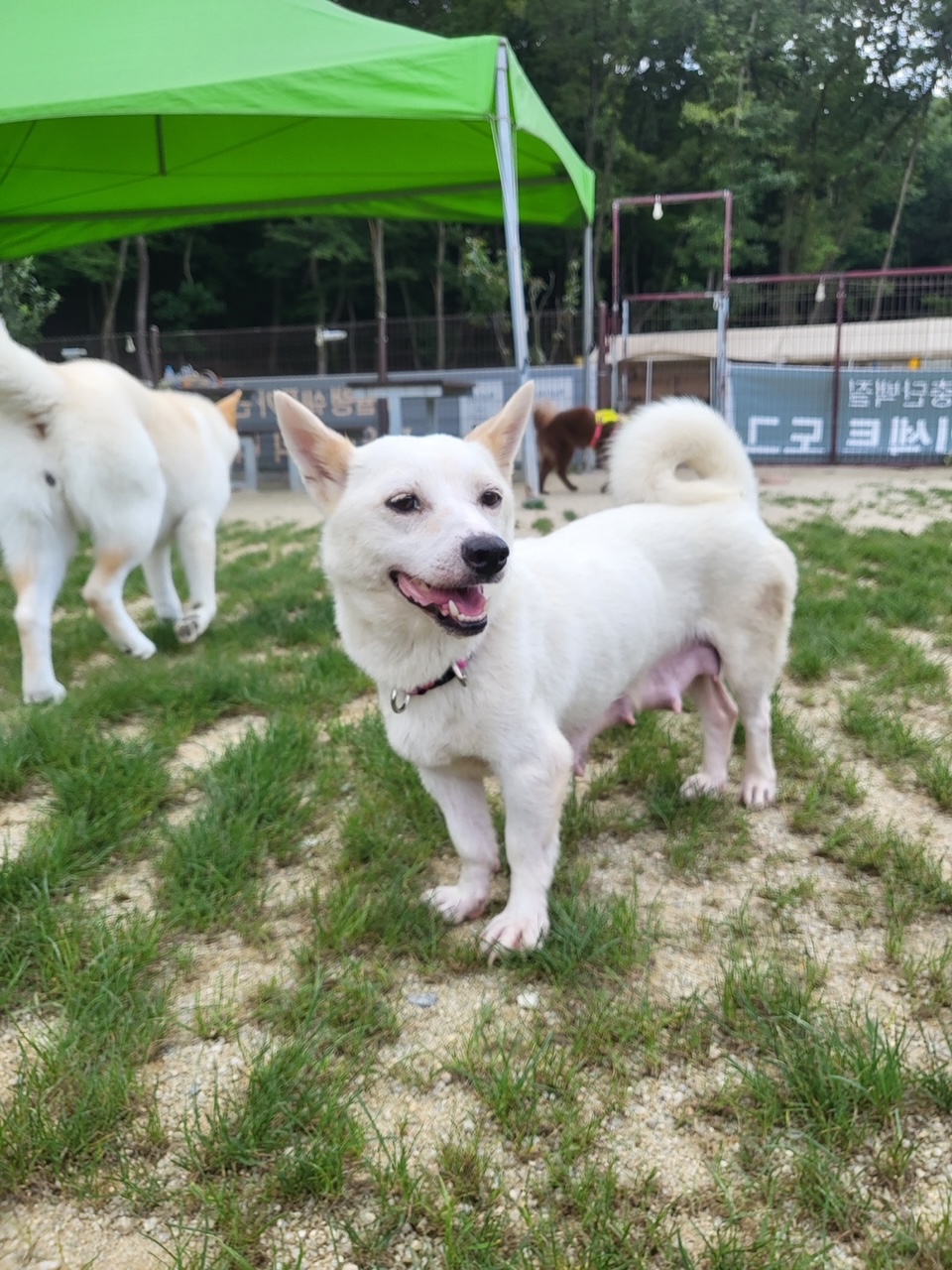 푸른곡성21동물보호소_446486202300135