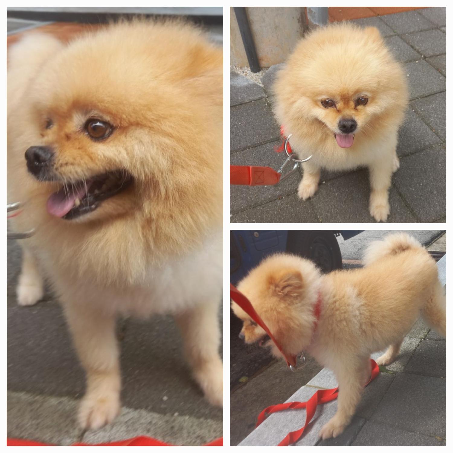 유기동물보호소_446481202300398