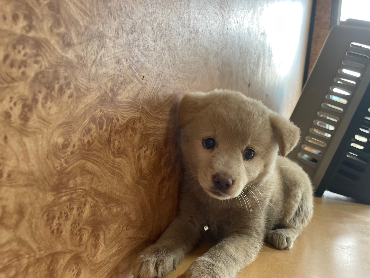 순천시유기동물보호소_446482202300663