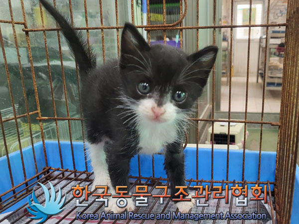 한국동물구조관리협회_411323202300713