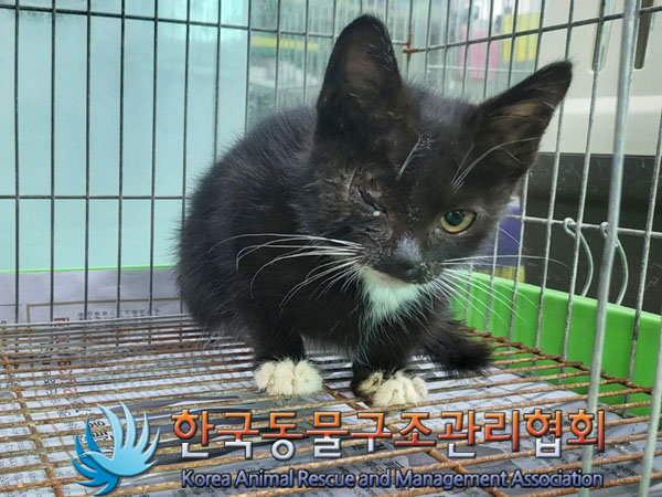 한국동물구조관리협회_411318202300314