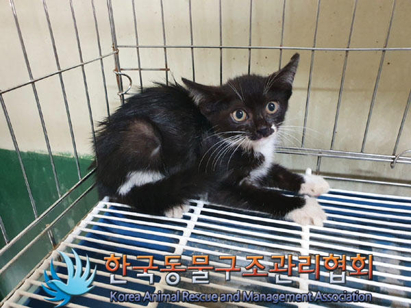 한국동물구조관리협회_441392202300158
