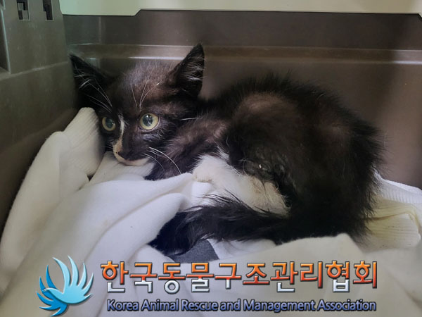 한국동물구조관리협회_411311202300619