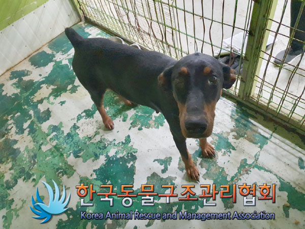 한국동물구조관리협회_441382202300501