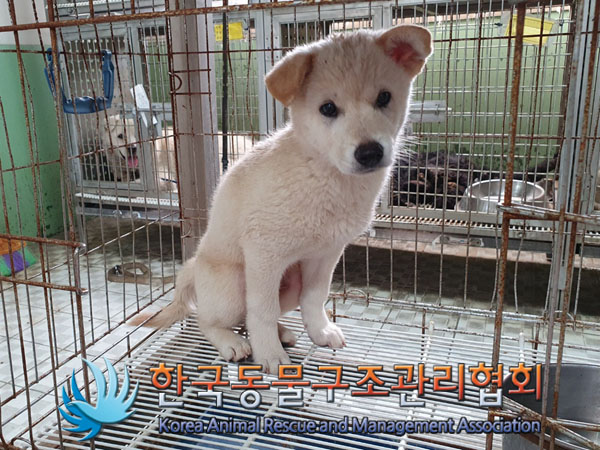 한국동물구조관리협회_441560202300931