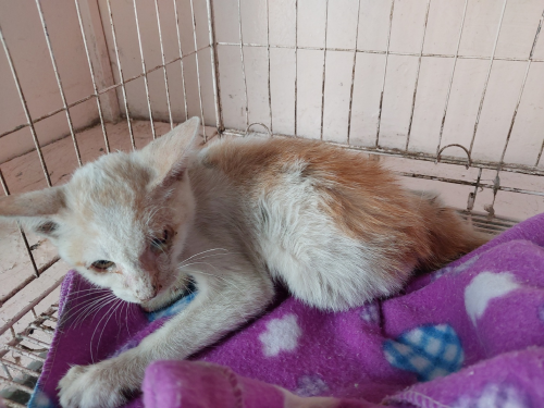 유기동물및관리협회_448535202301094