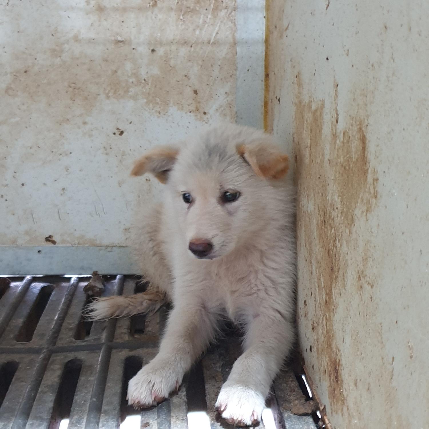 남양동물보호센터_441553202302237