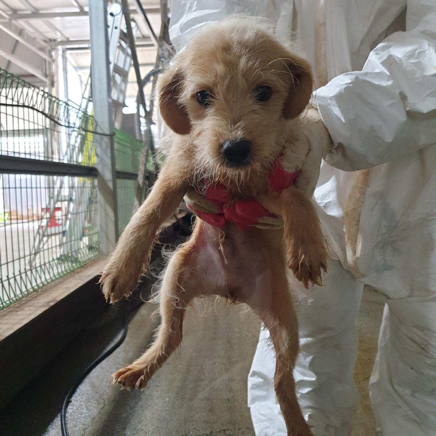 남양동물보호센터_441553202302235