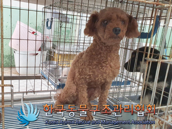한국동물구조관리협회_441409202301180