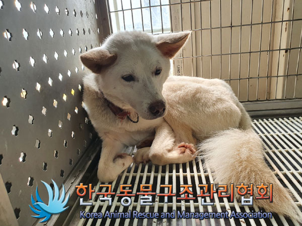한국동물구조관리협회_441398202300282