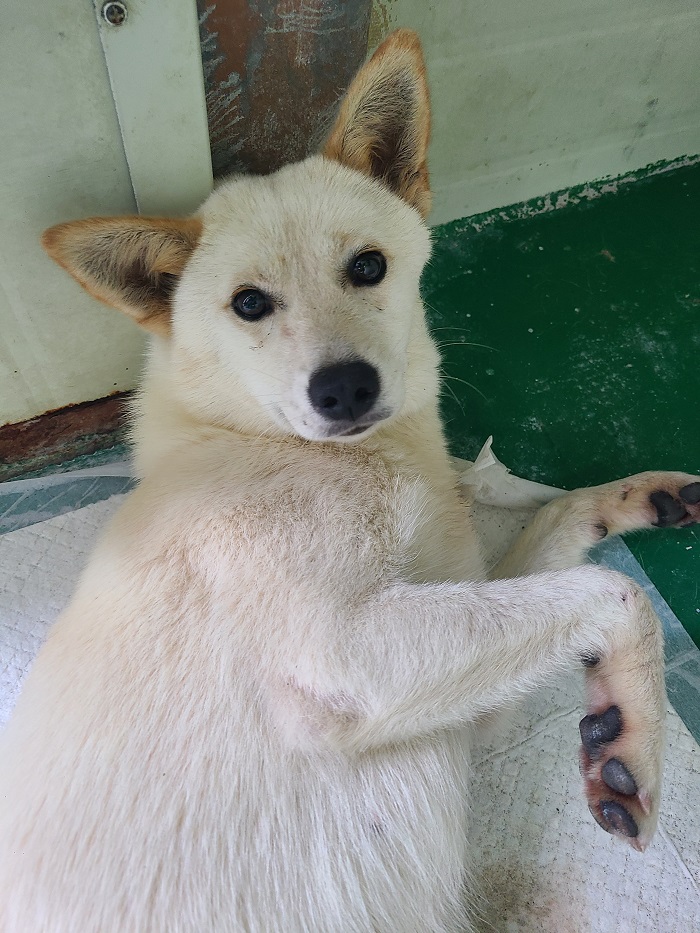 반려동물보호센터_443571202301905