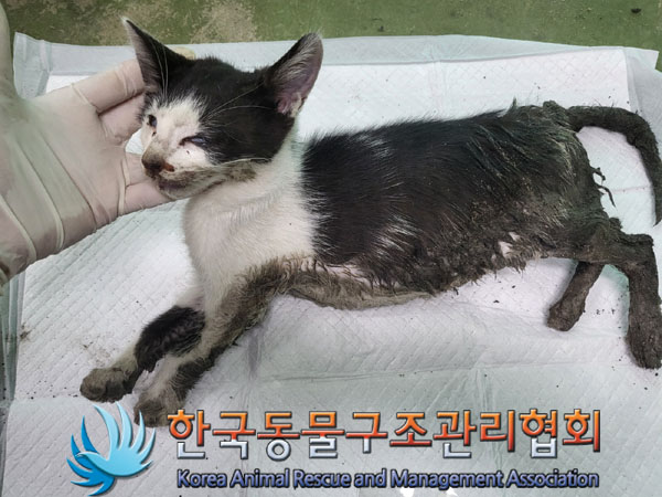 한국동물구조관리협회_411306202300507