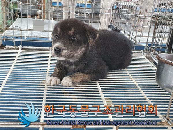 한국동물구조관리협회_441406202301097