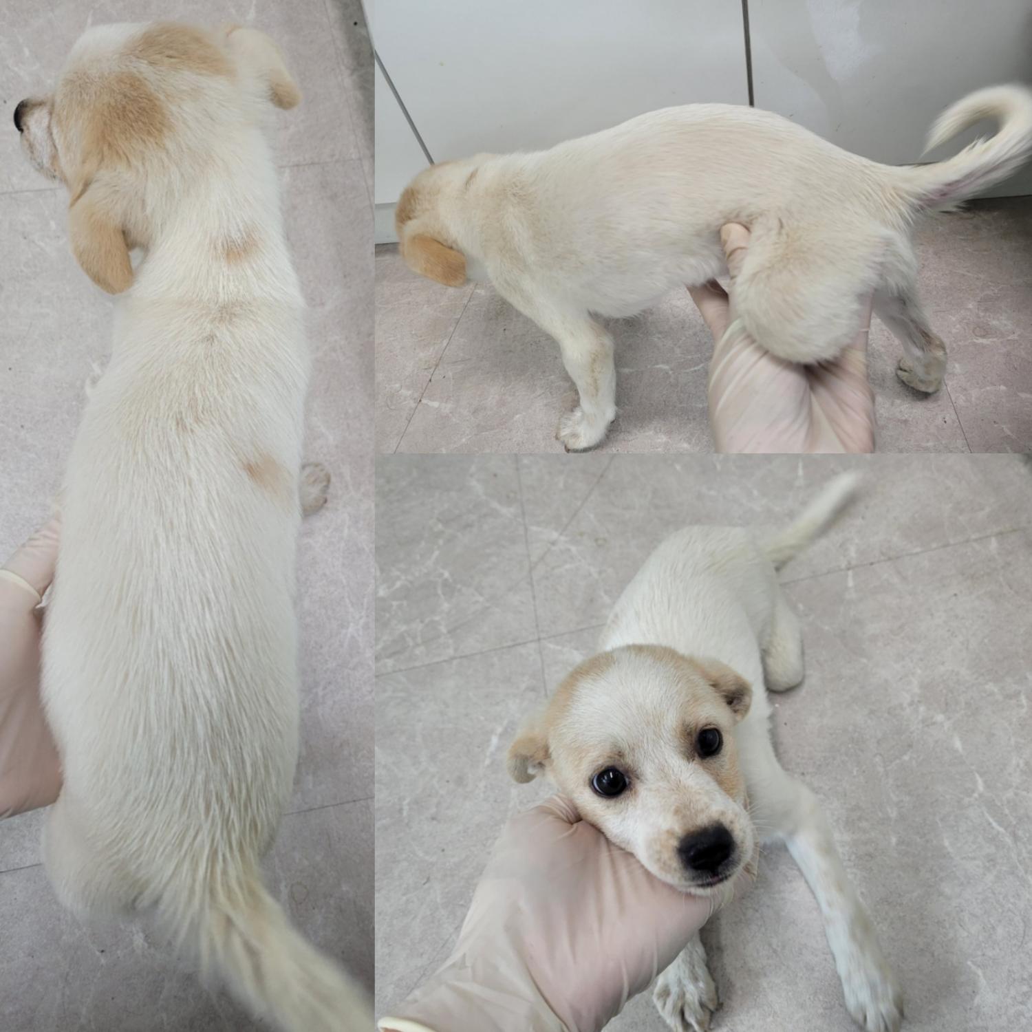 논산시 동물보호센터_444454202300630