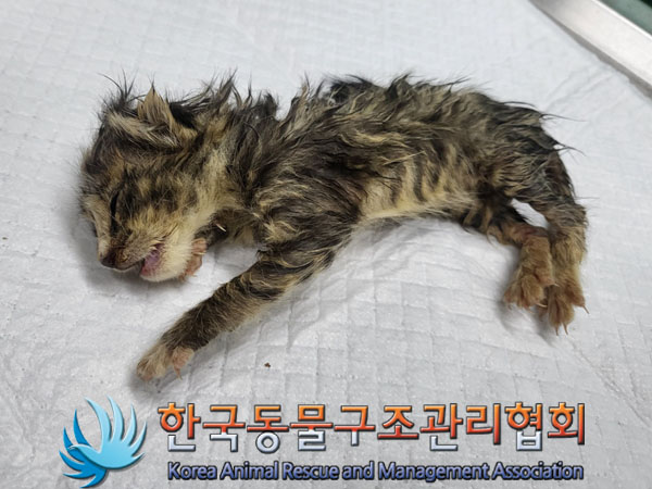 한국동물구조관리협회_441560202300933