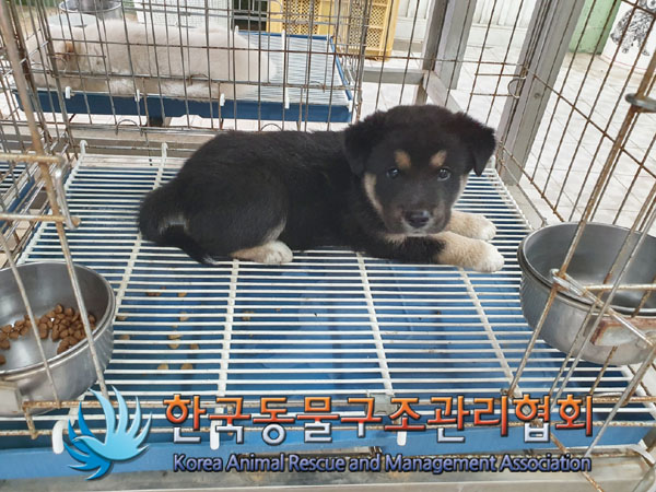 한국동물구조관리협회_441406202301092