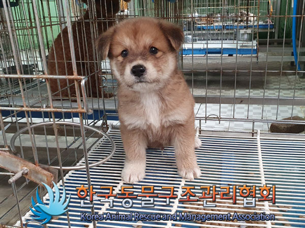 한국동물구조관리협회_441406202301093