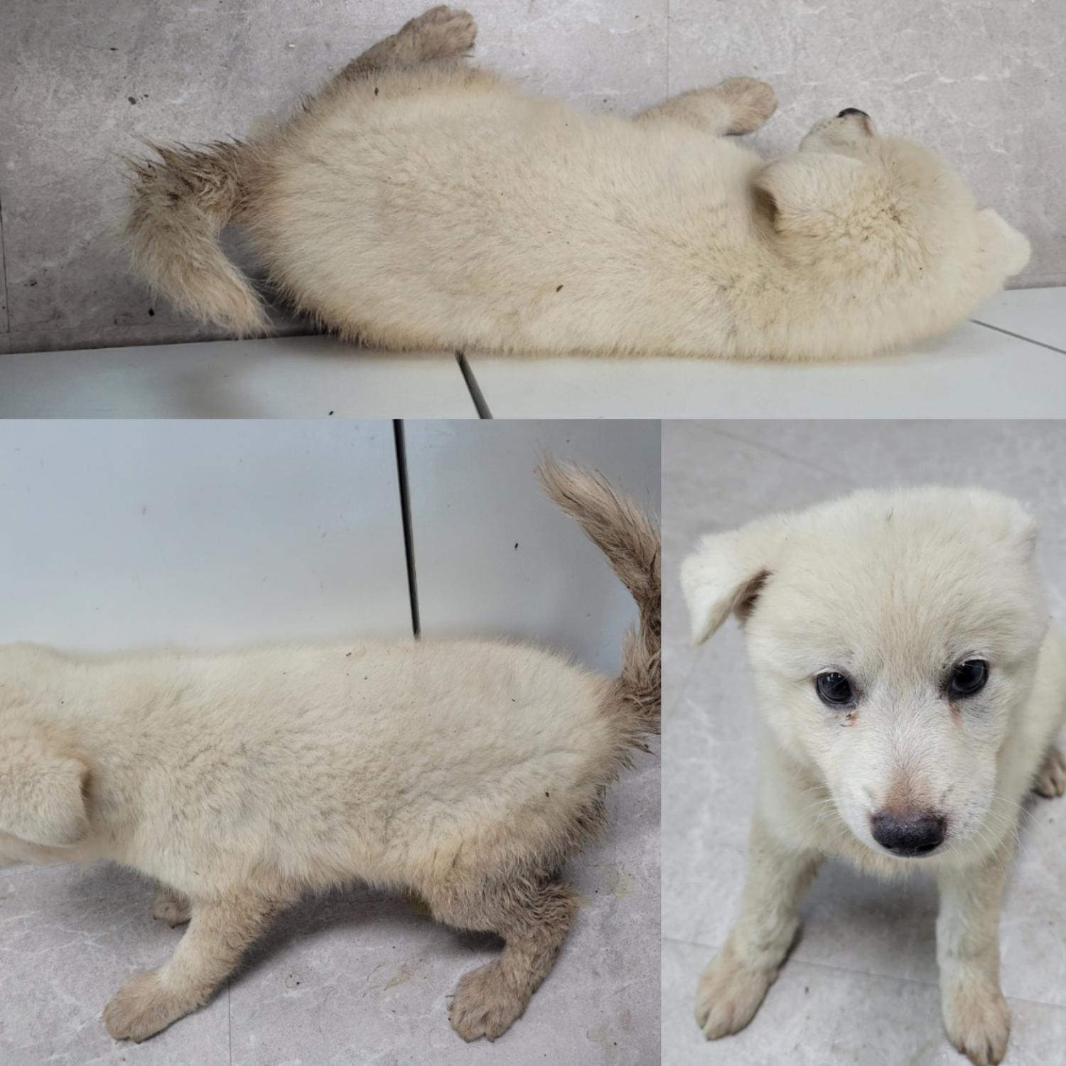 논산시 동물보호센터_444454202300633
