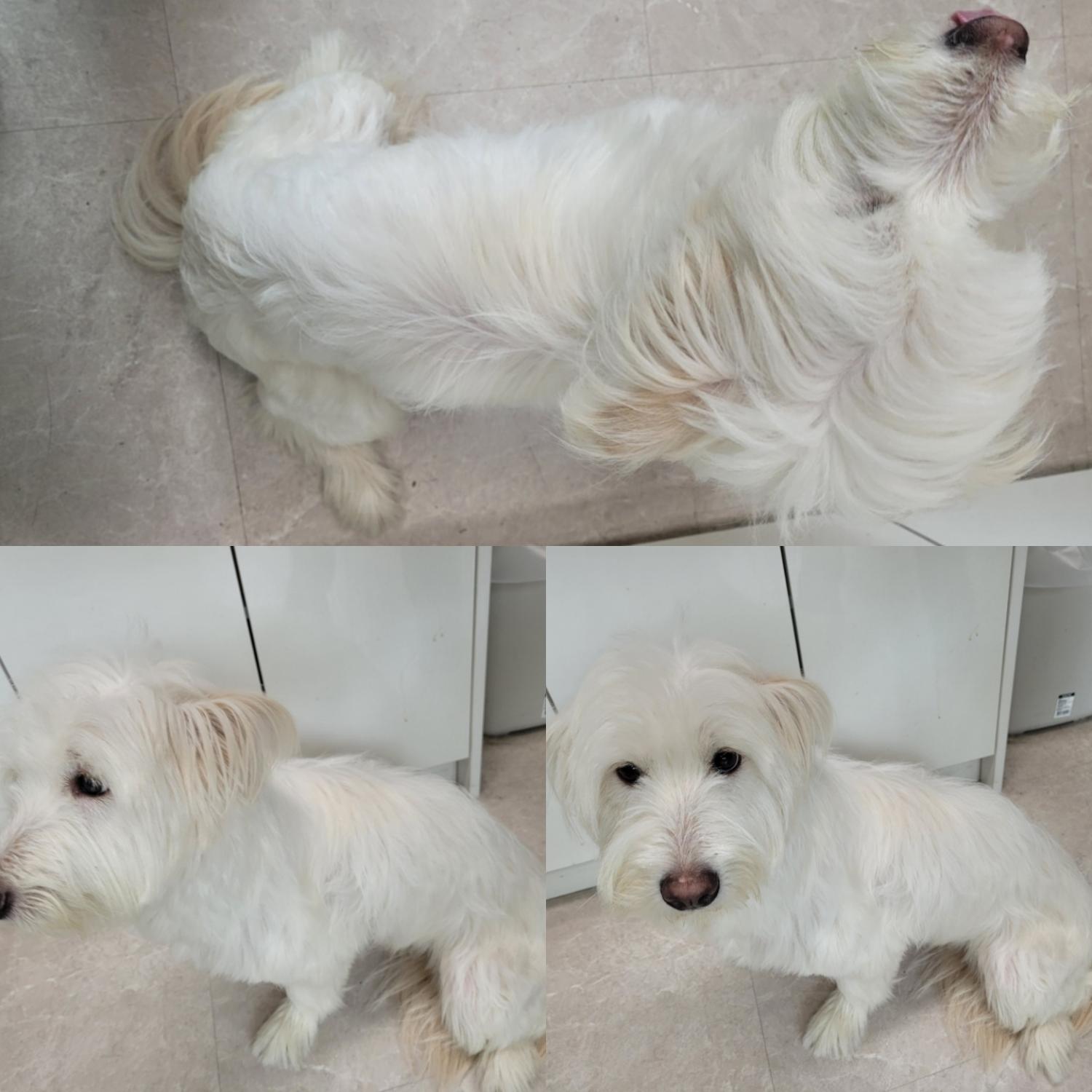 논산시 동물보호센터_444454202300631