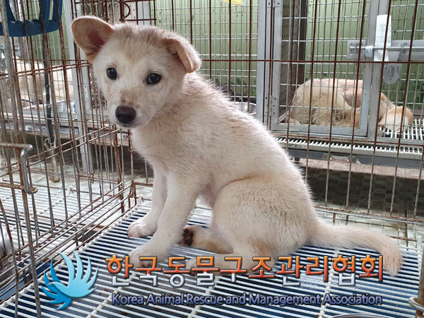 한국동물구조관리협회_441560202300932