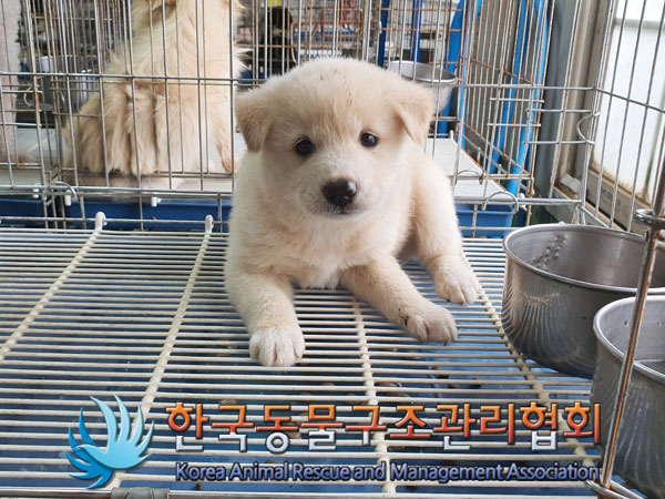 한국동물구조관리협회_441406202301095