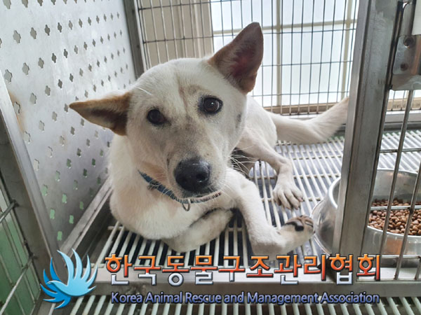 한국동물구조관리협회_441406202301087