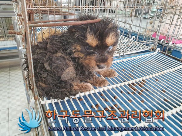 한국동물구조관리협회_441414202300560