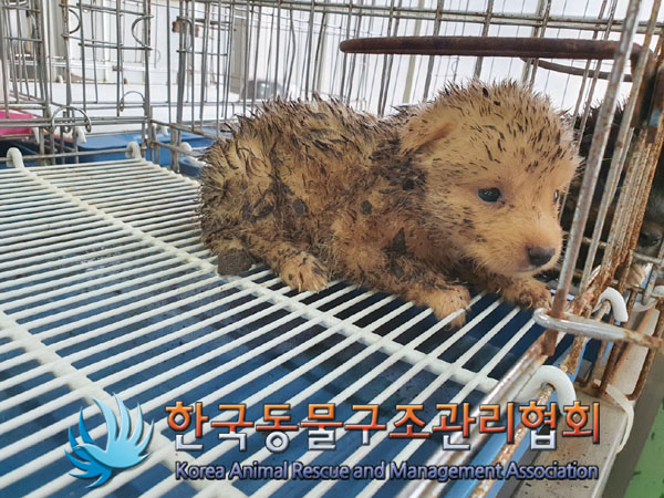 한국동물구조관리협회_441414202300559