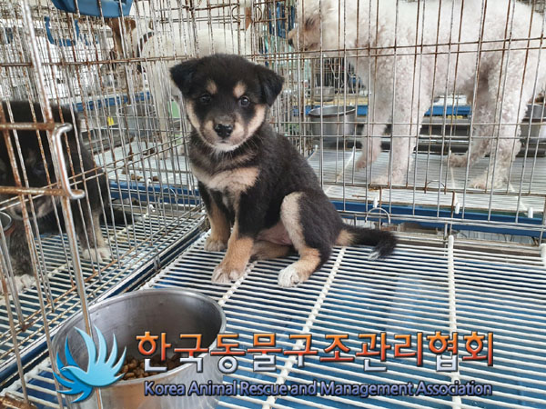 한국동물구조관리협회_441406202301096