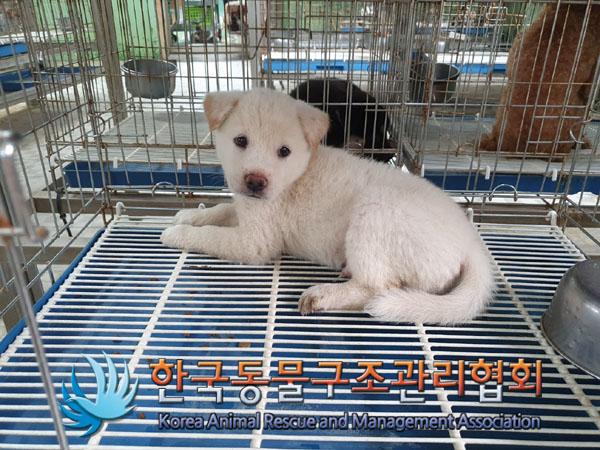 한국동물구조관리협회_441406202301094