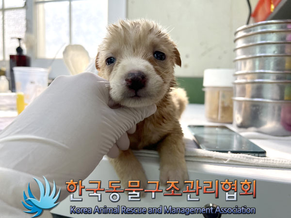 한국동물구조관리협회_441414202300558