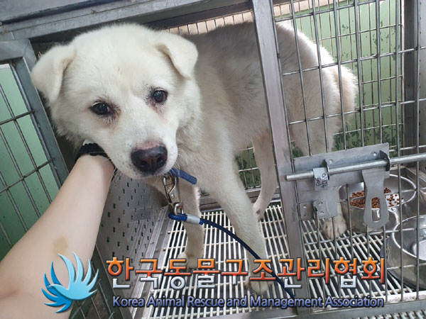 한국동물구조관리협회_441406202301088