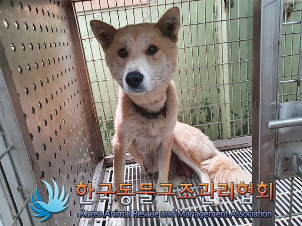 한국동물구조관리협회_441406202301089