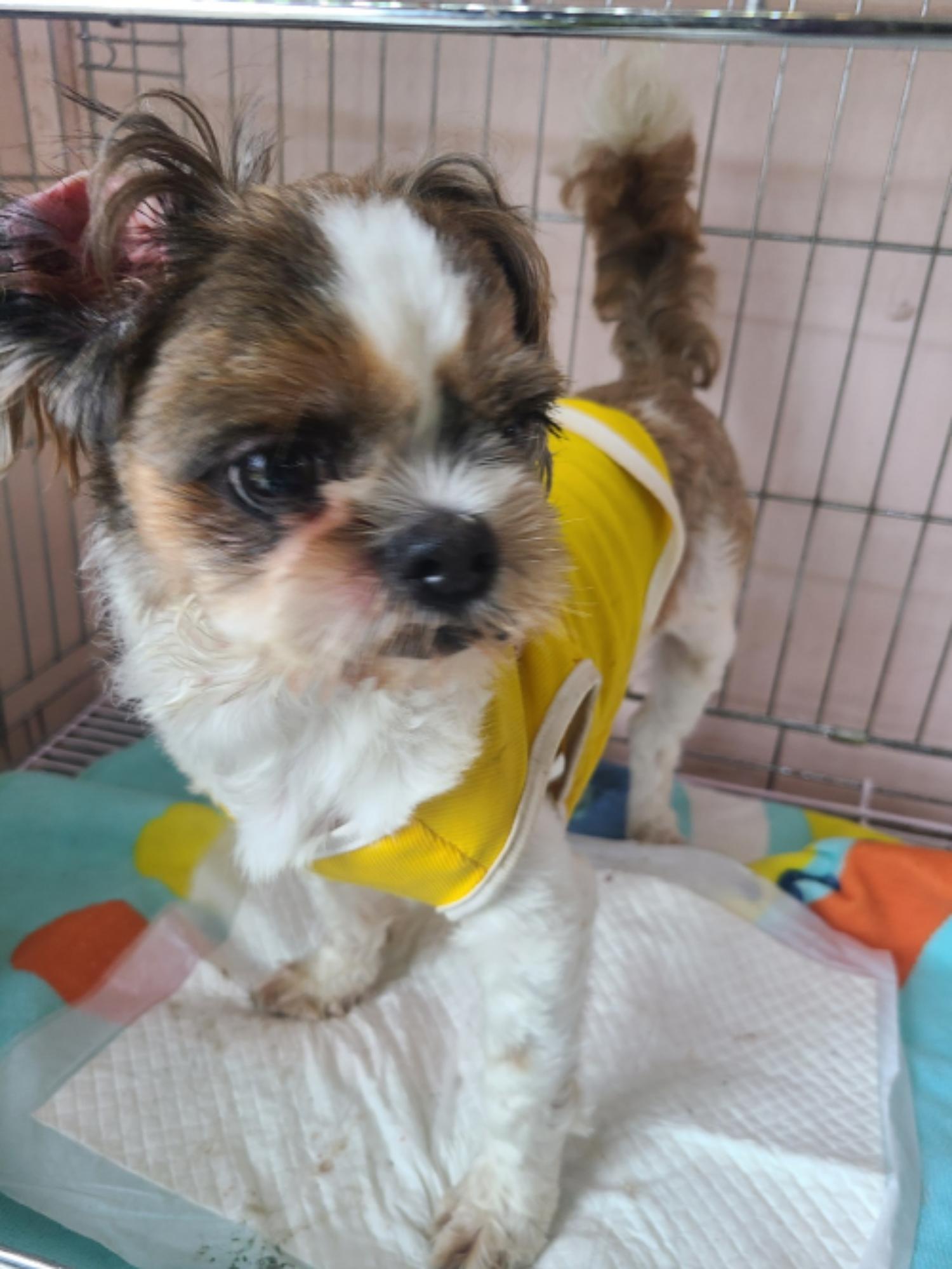 유기동물및관리협회_448535202301097